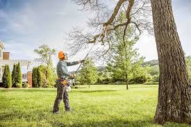 Best Hedge Trimming  in West Hollywood, CA